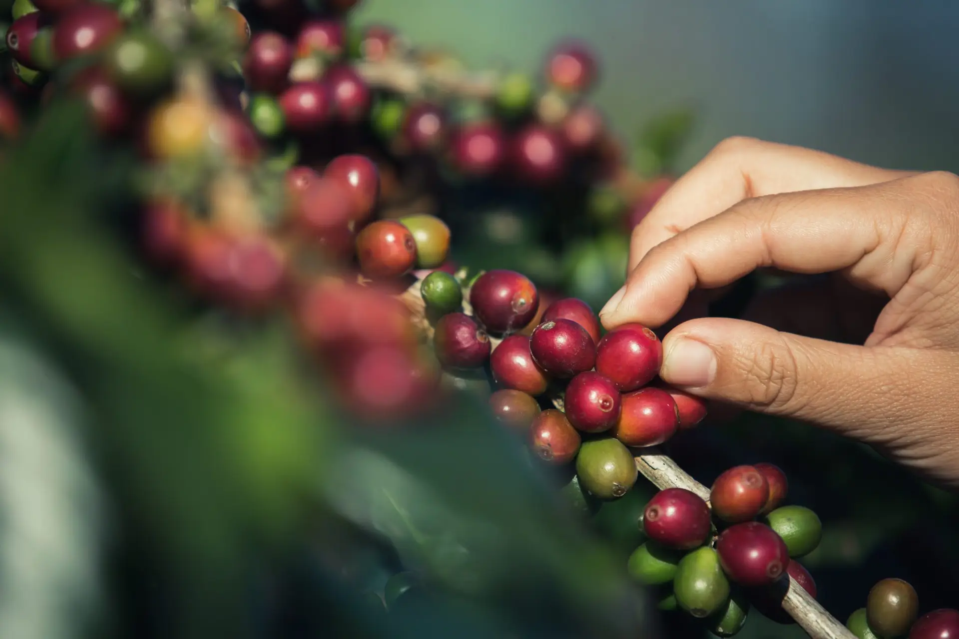 Manos cultivando granos de café colombiano